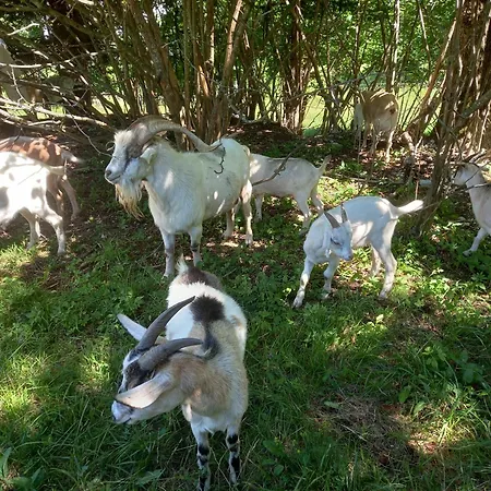 Апартаменты Tubej *